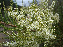adenostoma fasciculatum